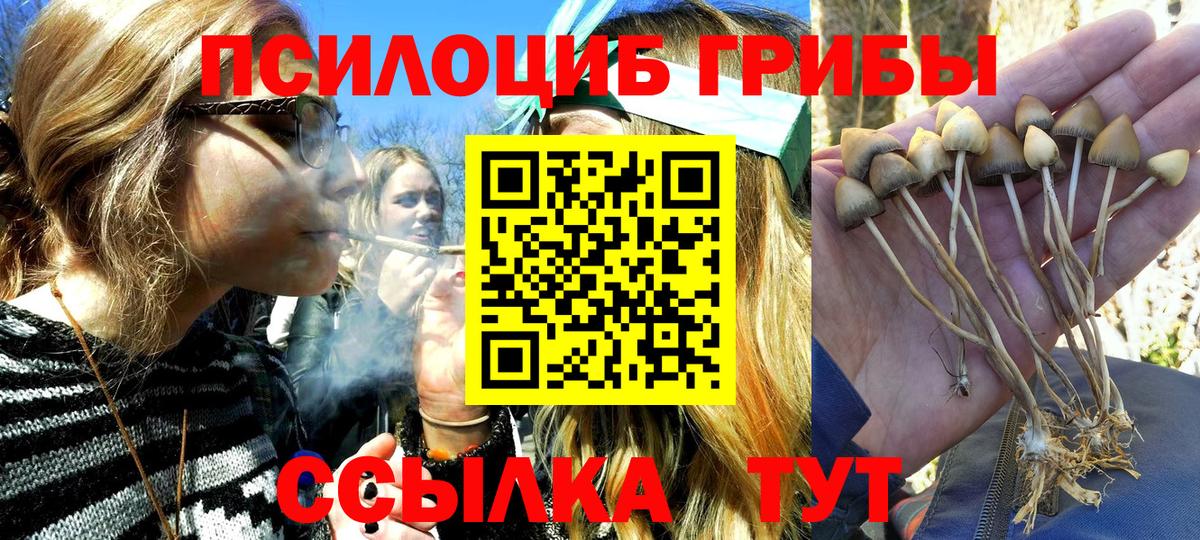Псилоцибиновые грибы Psilocybine cubensis Братск